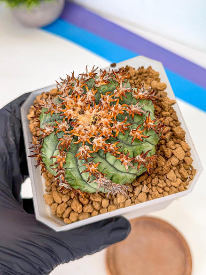 Gymnocalycium spegazzinii v.unguispinum (rr) | Imported Cactus