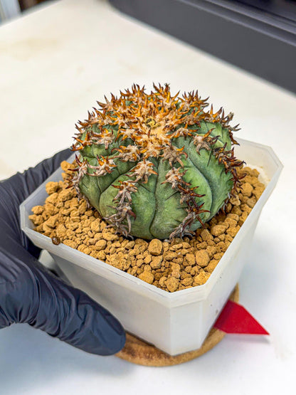 Gymnocalycium spegazzinii v.unguispinum (rr) | Imported Cactus