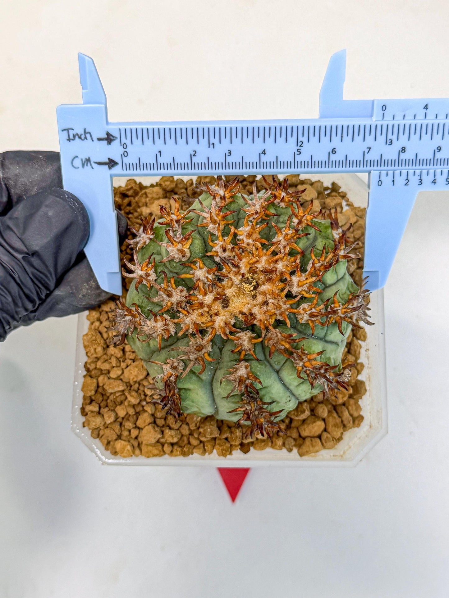 Gymnocalycium spegazzinii v.unguispinum (rr) | Imported Cactus