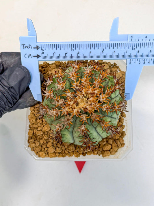 Gymnocalycium spegazzinii v.unguispinum (rr) | Imported Cactus