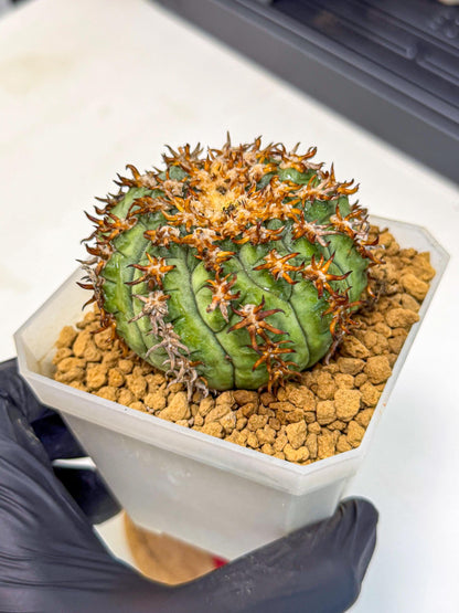 Gymnocalycium spegazzinii v.unguispinum (rr) | Imported Cactus