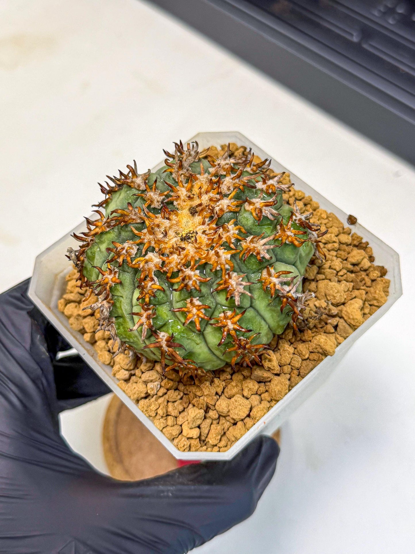 Gymnocalycium spegazzinii v.unguispinum (rr) | Imported Cactus