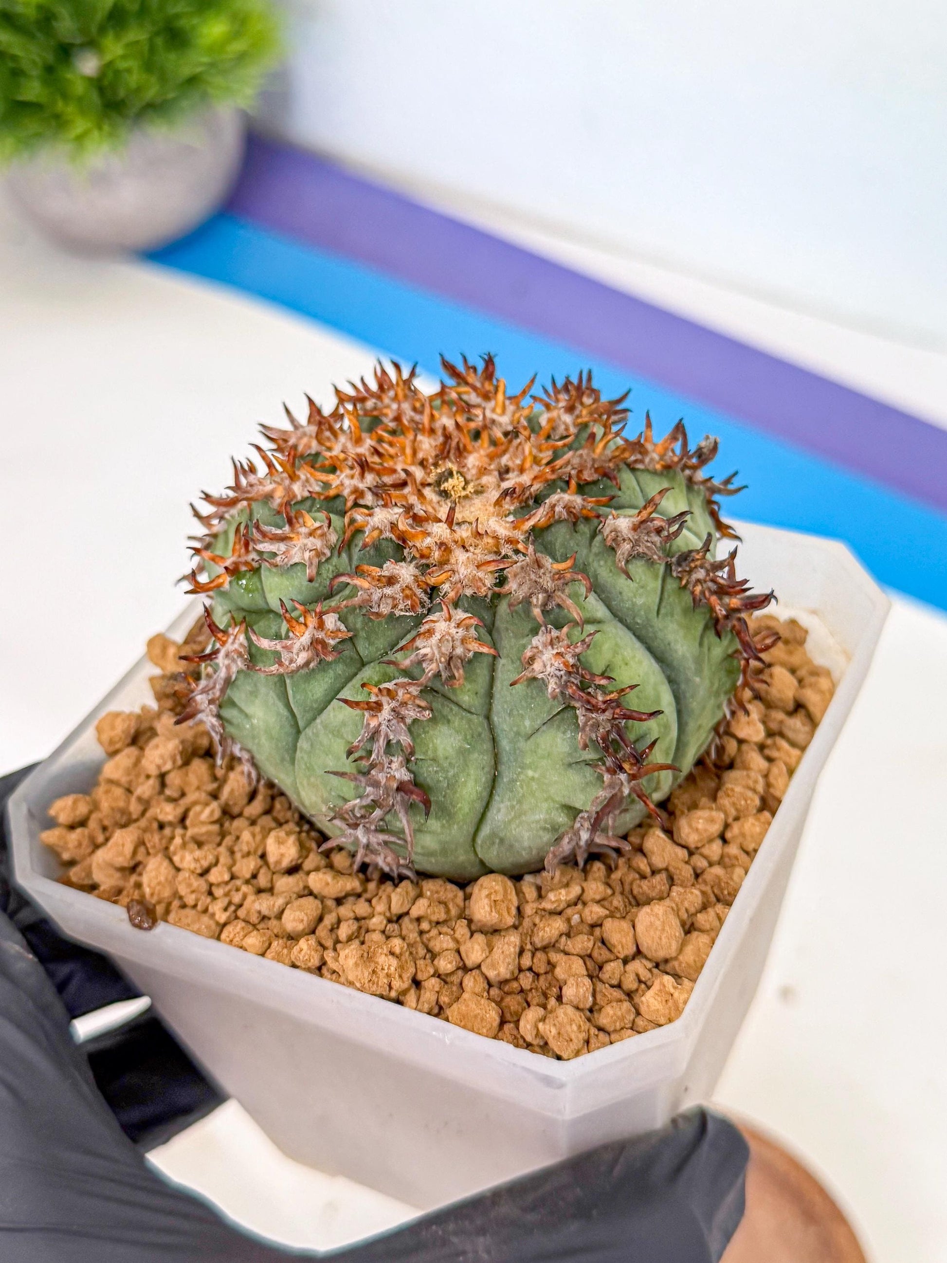 Gymnocalycium spegazzinii v.unguispinum (rr) | Imported Cactus