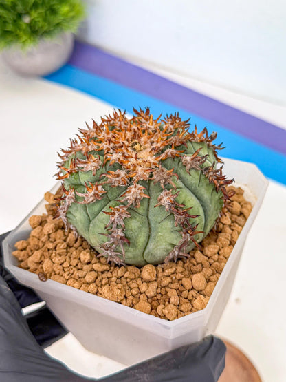 Gymnocalycium spegazzinii v.unguispinum (rr) | Imported Cactus