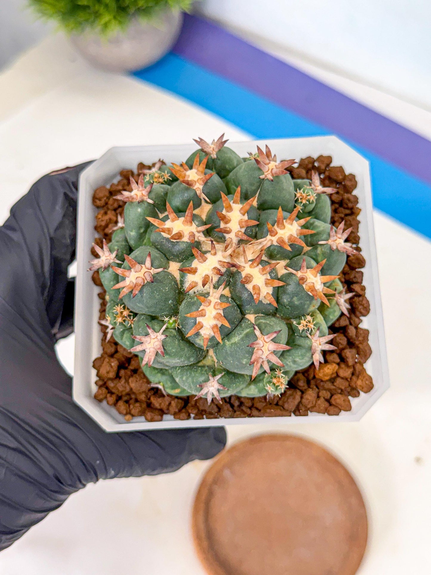 Coryphantha Tanshi (pp) | BEST to use Akadama clay to Grow
