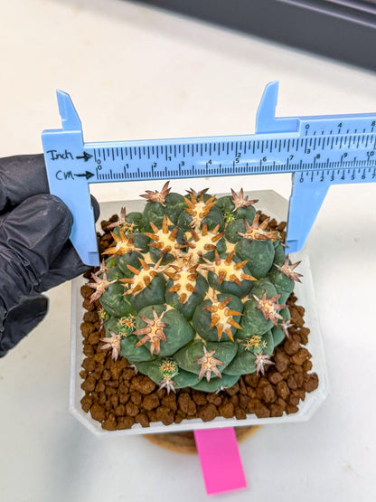 Coryphantha Tanshi (pp) | BEST to use Akadama clay to Grow