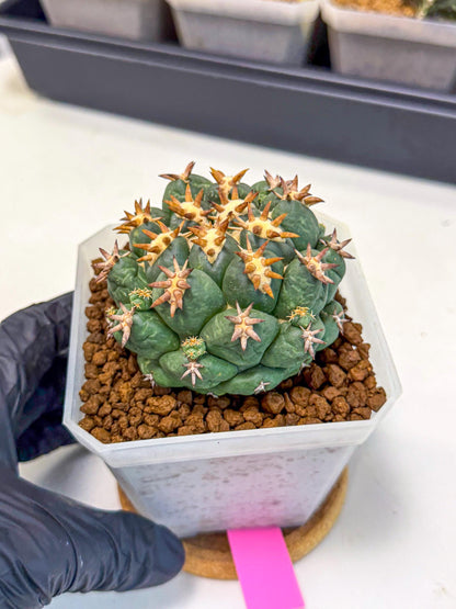 Coryphantha Tanshi (pp) | BEST to use Akadama clay to Grow