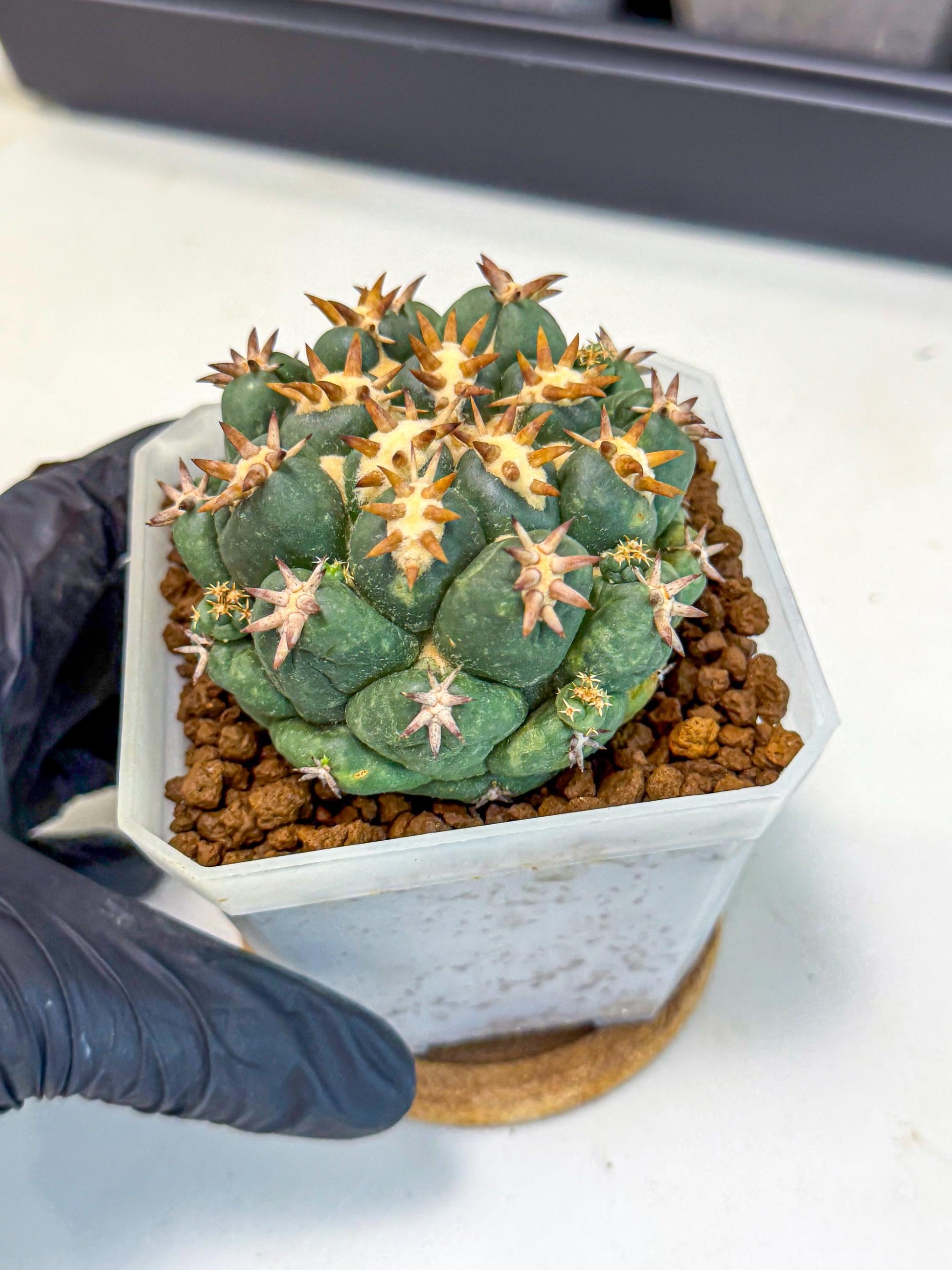 Coryphantha Tanshi (pp) | BEST to use Akadama clay to Grow