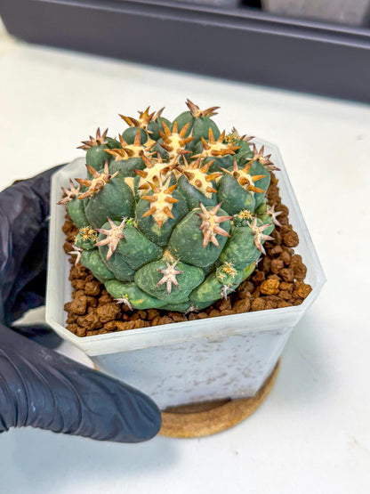 Coryphantha Tanshi (pp) | BEST to use Akadama clay to Grow