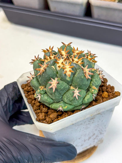 Coryphantha Tanshi (pp) | BEST to use Akadama clay to Grow