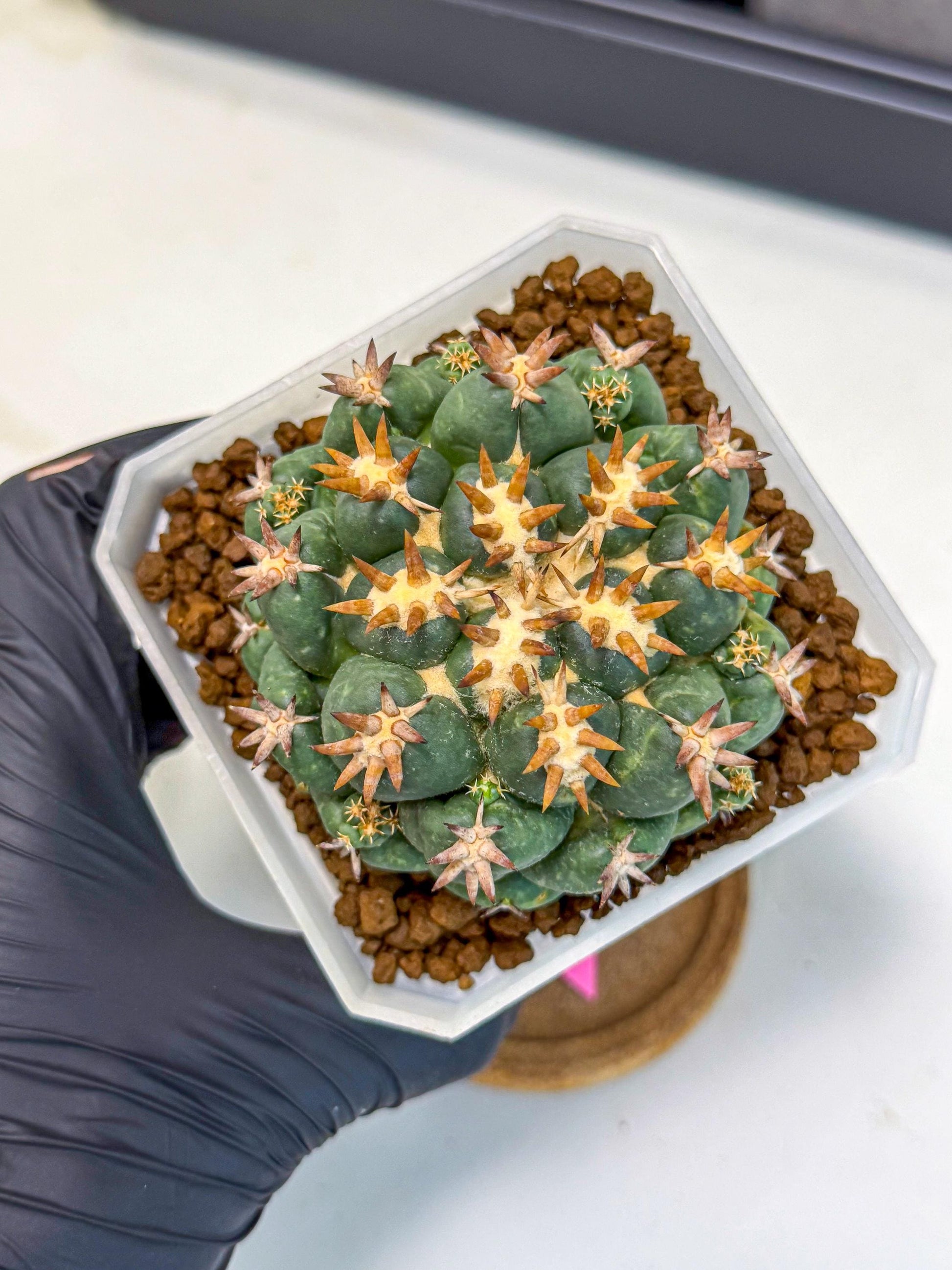 Coryphantha Tanshi (pp) | BEST to use Akadama clay to Grow