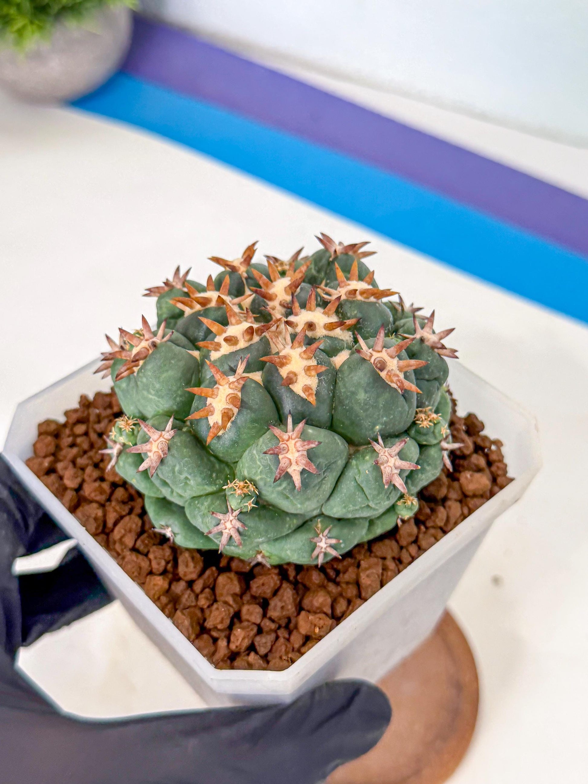 Coryphantha Tanshi (pp) | BEST to use Akadama clay to Grow