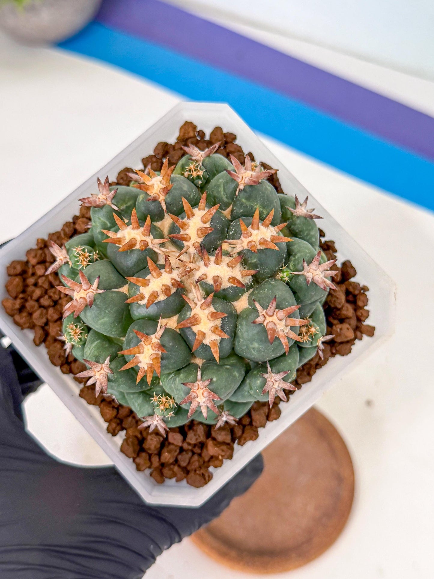 Coryphantha Tanshi (pp) | BEST to use Akadama clay to Grow