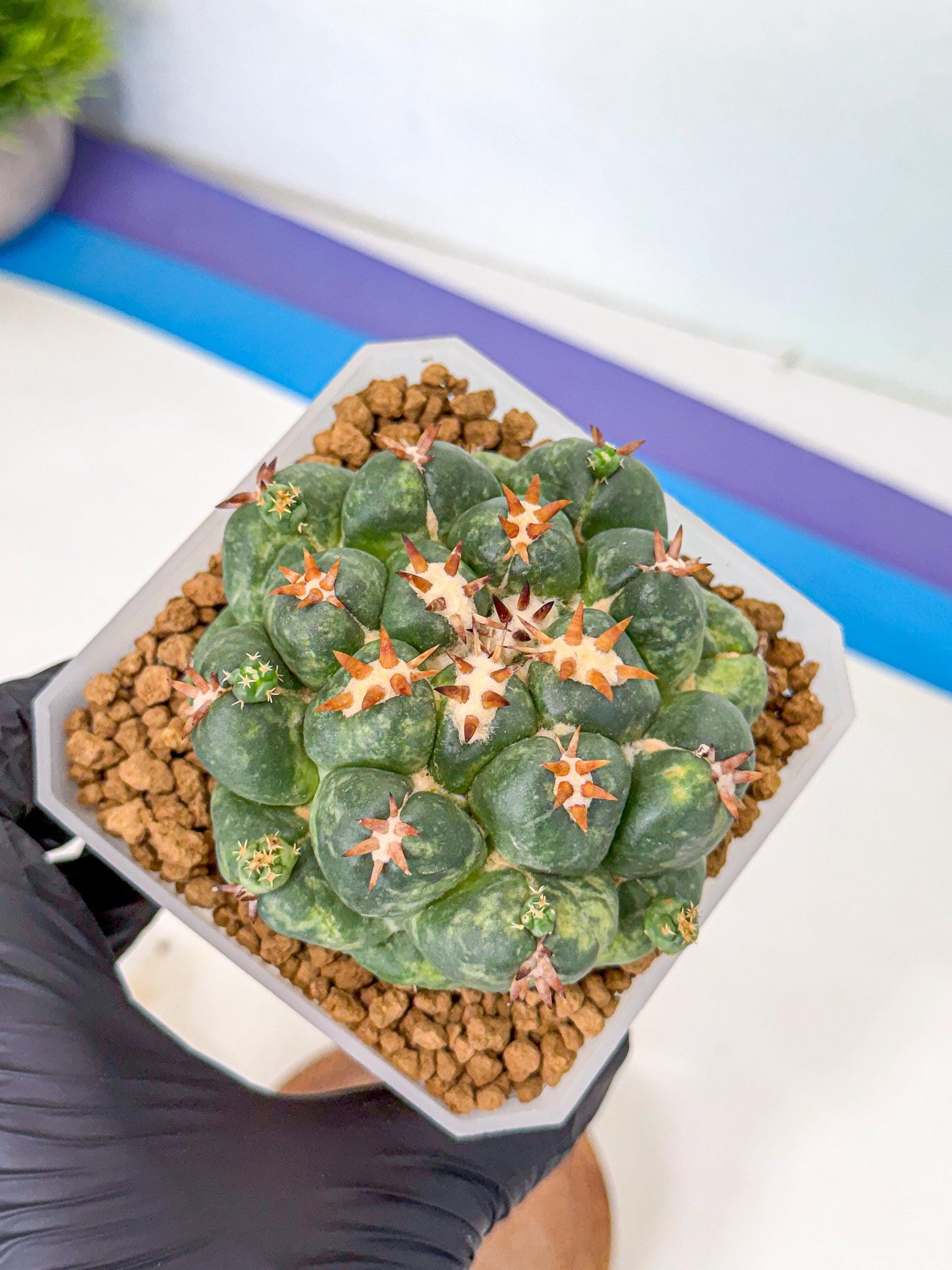 Coryphantha Tanshi (yy) | BEST to use Akadama clay to Grow