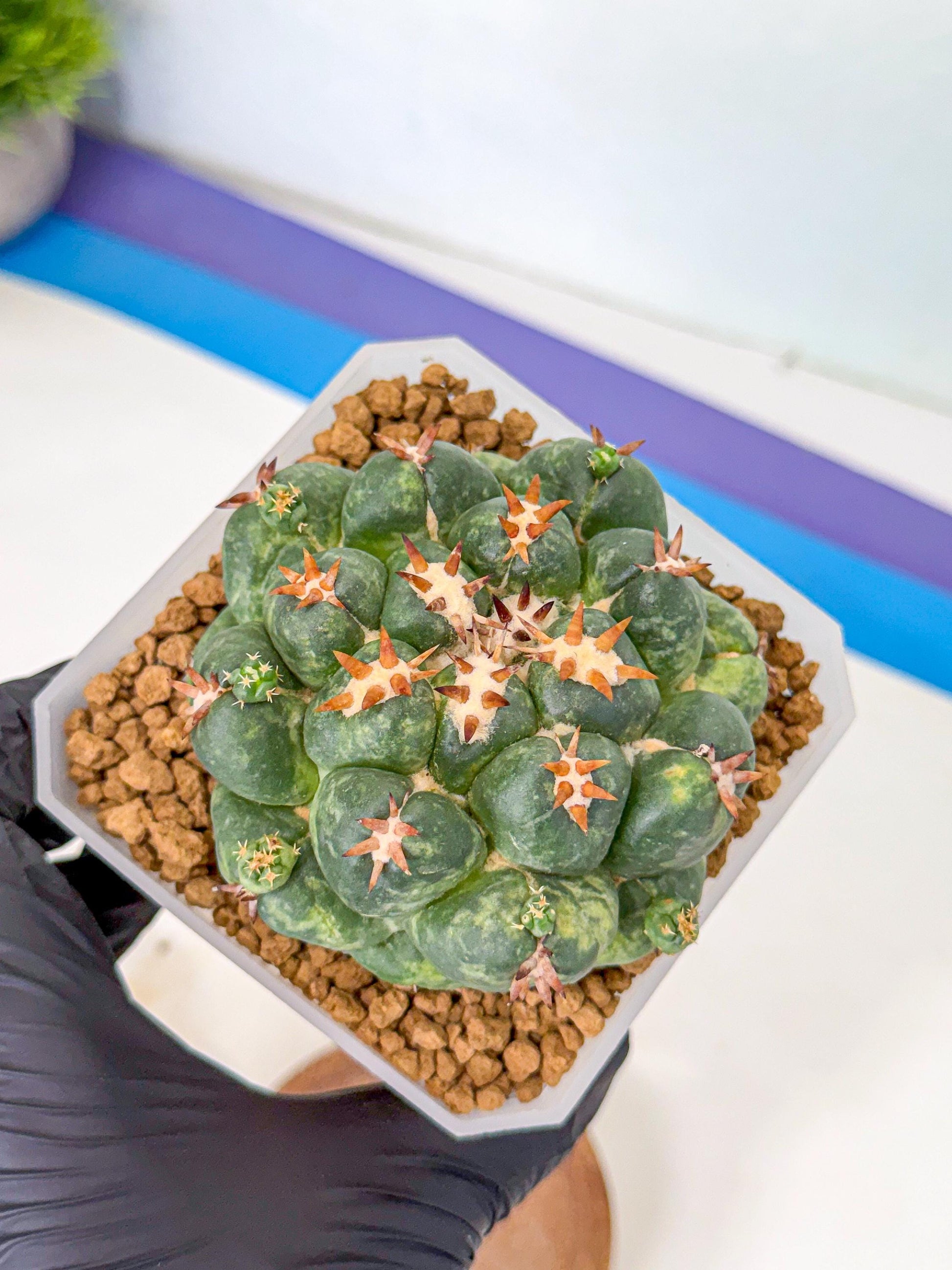 Coryphantha Tanshi (yy) | BEST to use Akadama clay to Grow