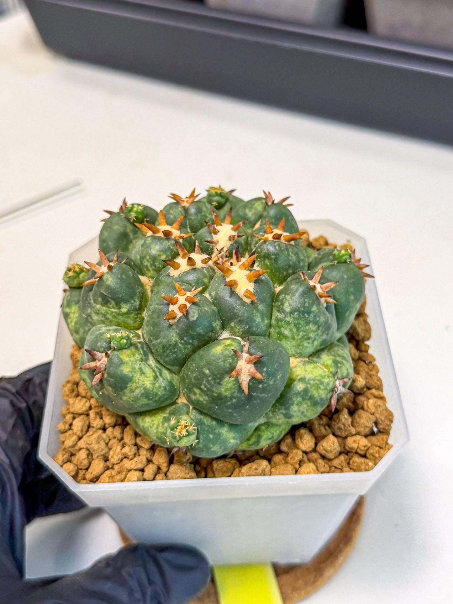 Coryphantha Tanshi (yy) | BEST to use Akadama clay to Grow