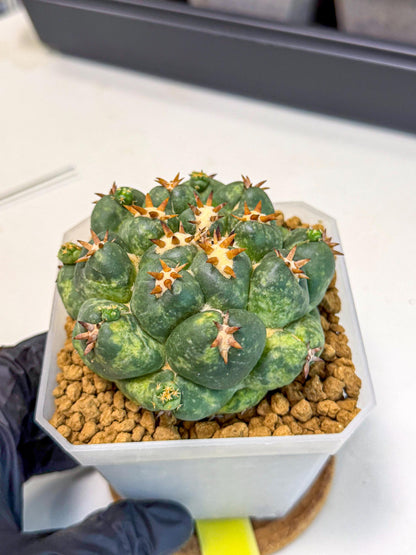Coryphantha Tanshi (yy) | BEST to use Akadama clay to Grow