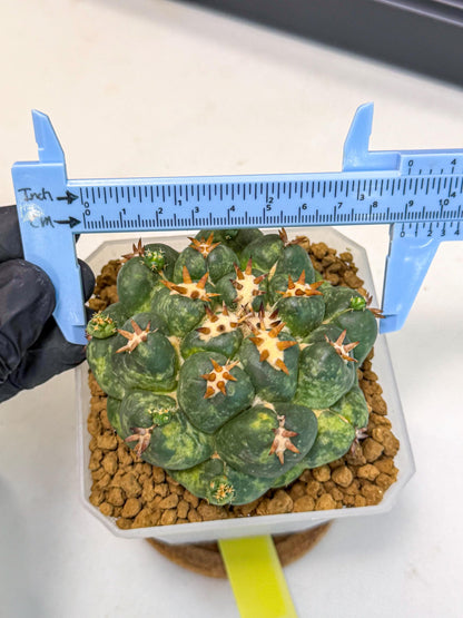 Coryphantha Tanshi (yy) | BEST to use Akadama clay to Grow