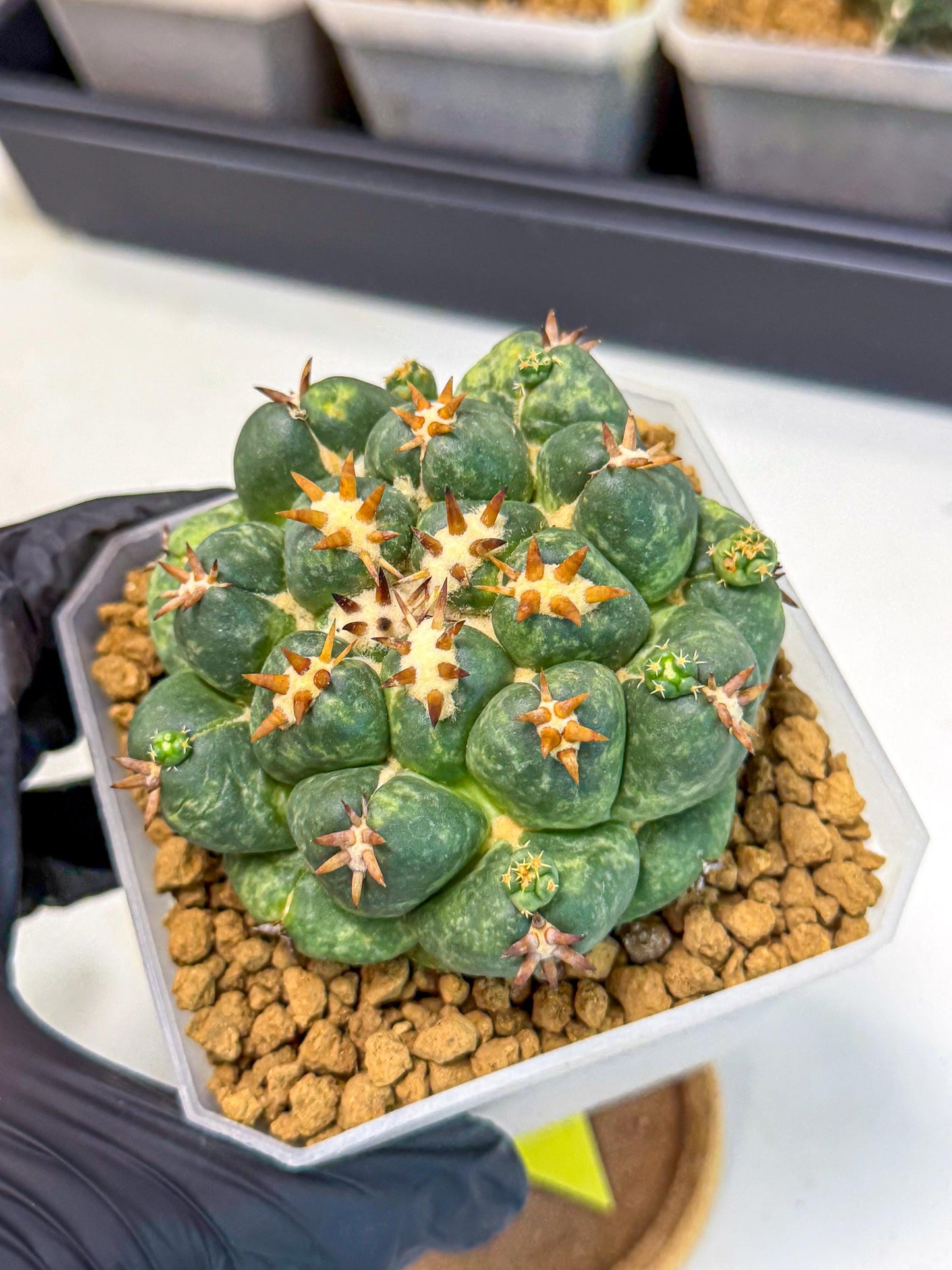 Coryphantha Tanshi (yy) | BEST to use Akadama clay to Grow