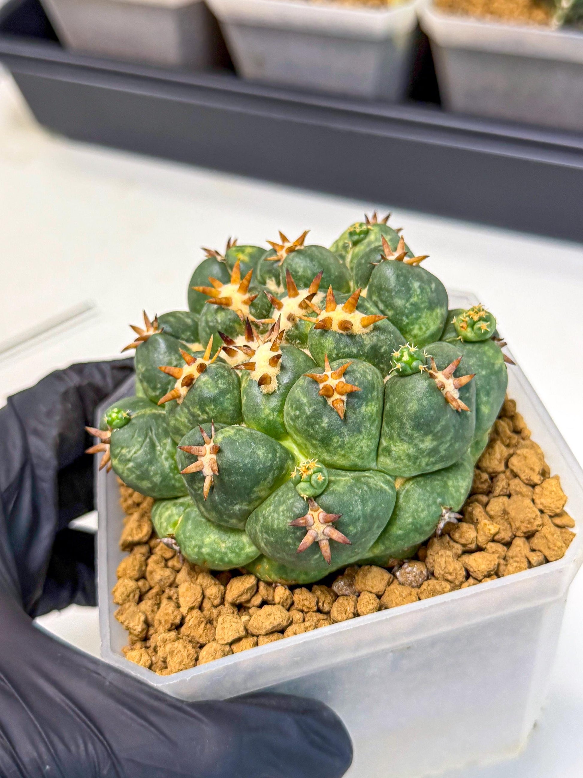 Coryphantha Tanshi (yy) | BEST to use Akadama clay to Grow