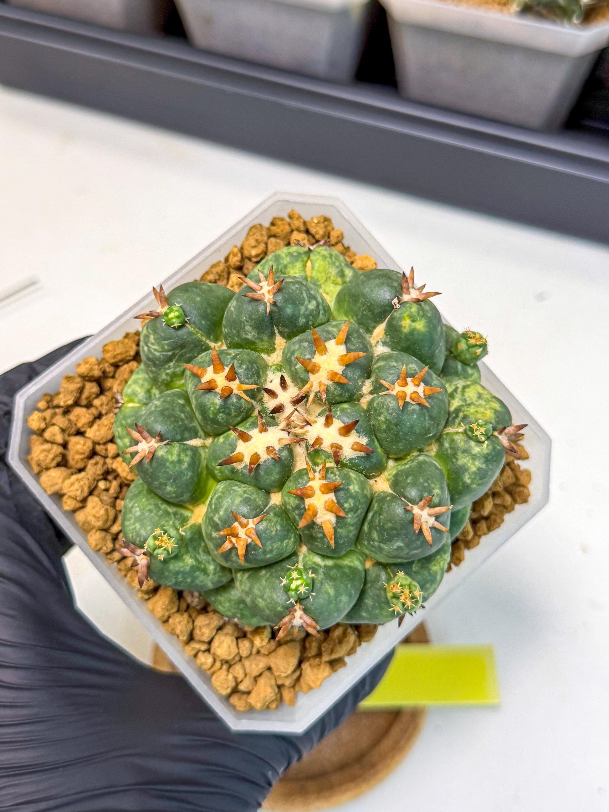 Coryphantha Tanshi (yy) | BEST to use Akadama clay to Grow