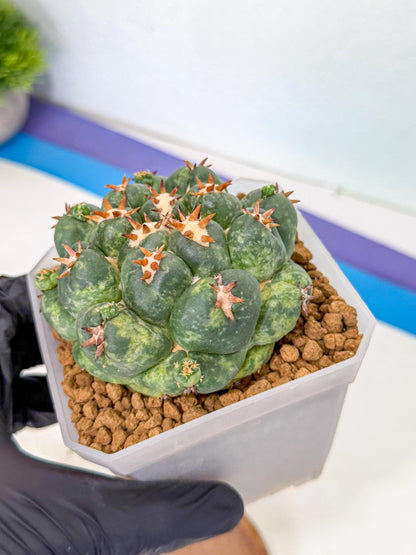 Coryphantha Tanshi (yy) | BEST to use Akadama clay to Grow