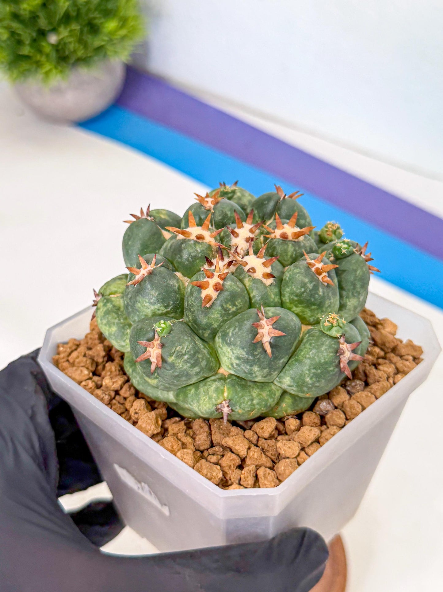Coryphantha Tanshi (yy) | BEST to use Akadama clay to Grow