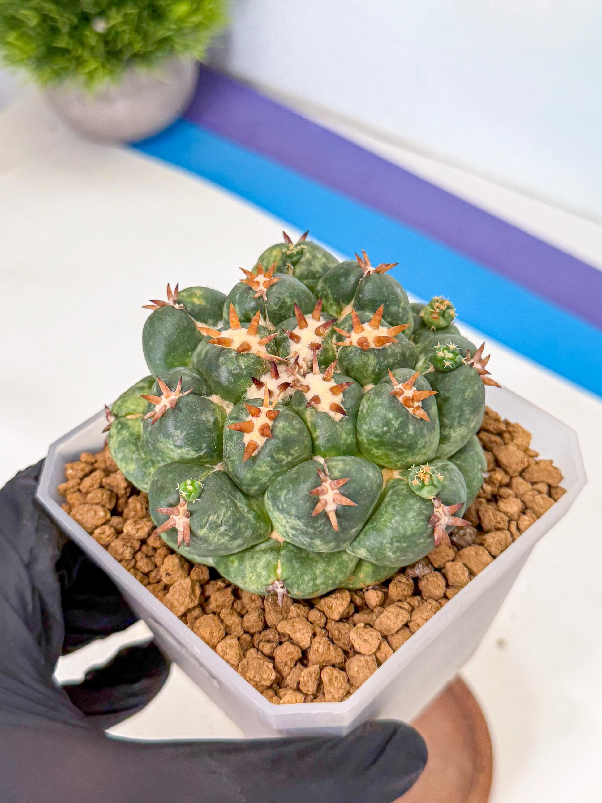 Coryphantha Tanshi (yy) | BEST to use Akadama clay to Grow