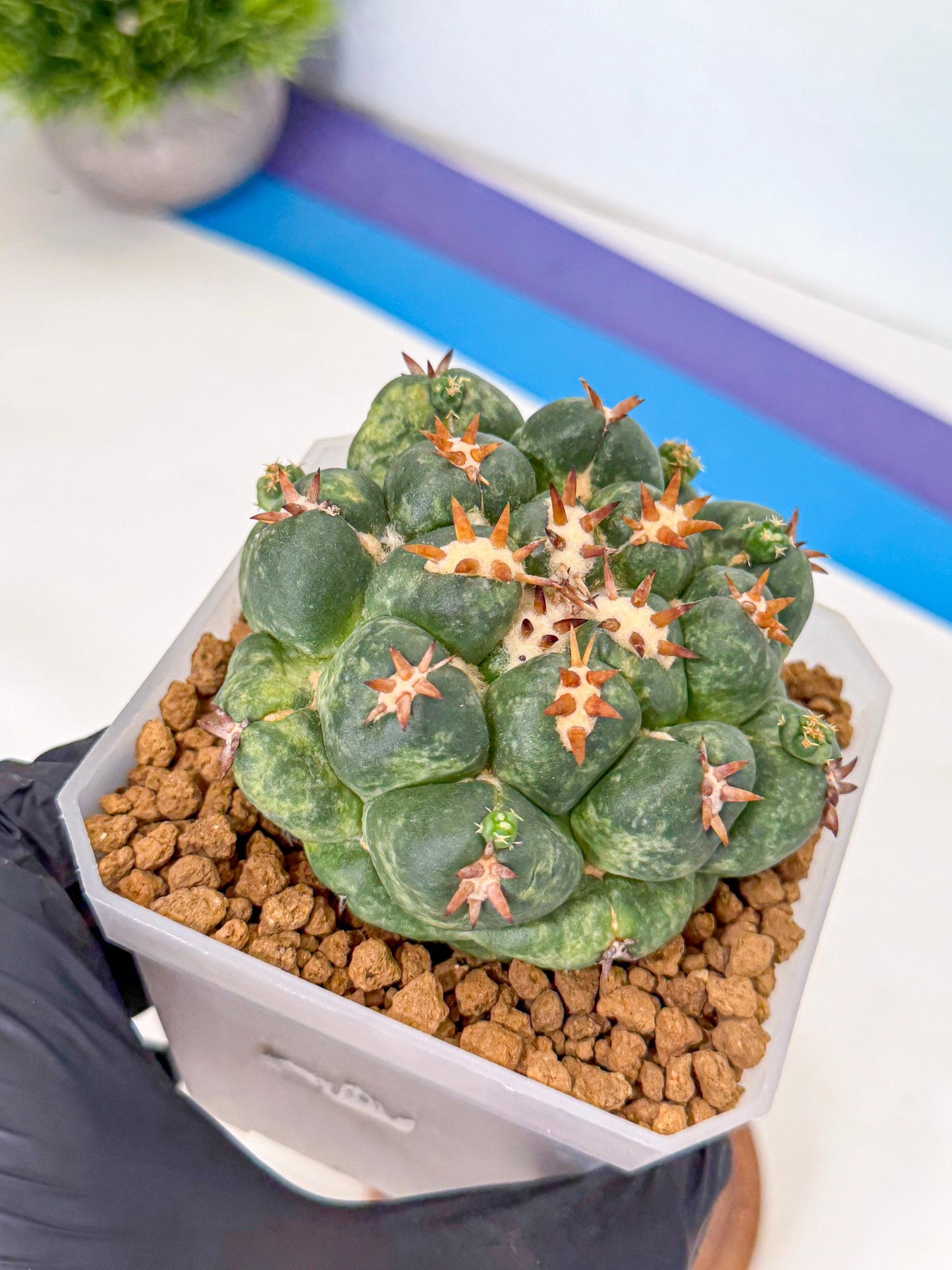 Coryphantha Tanshi (yy) | BEST to use Akadama clay to Grow