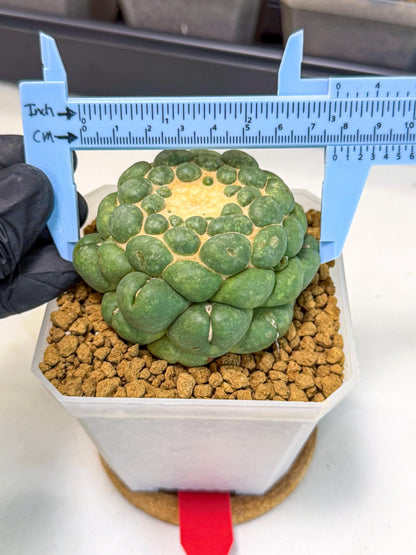 Cory Elephantidens Inermis (rr) | Imported Plants