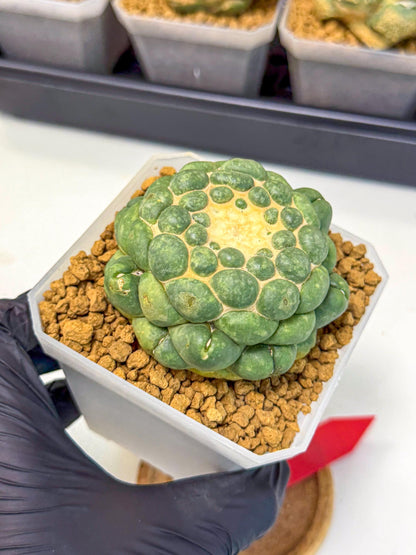 Cory Elephantidens Inermis (rr) | Imported Plants