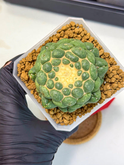 Cory Elephantidens Inermis (rr) | Imported Plants