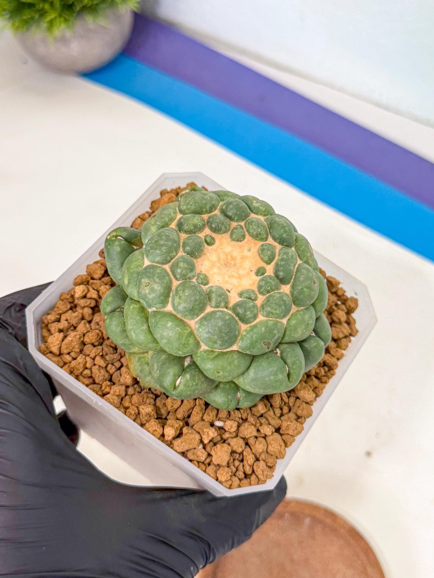 Cory Elephantidens Inermis (rr) | Imported Plants
