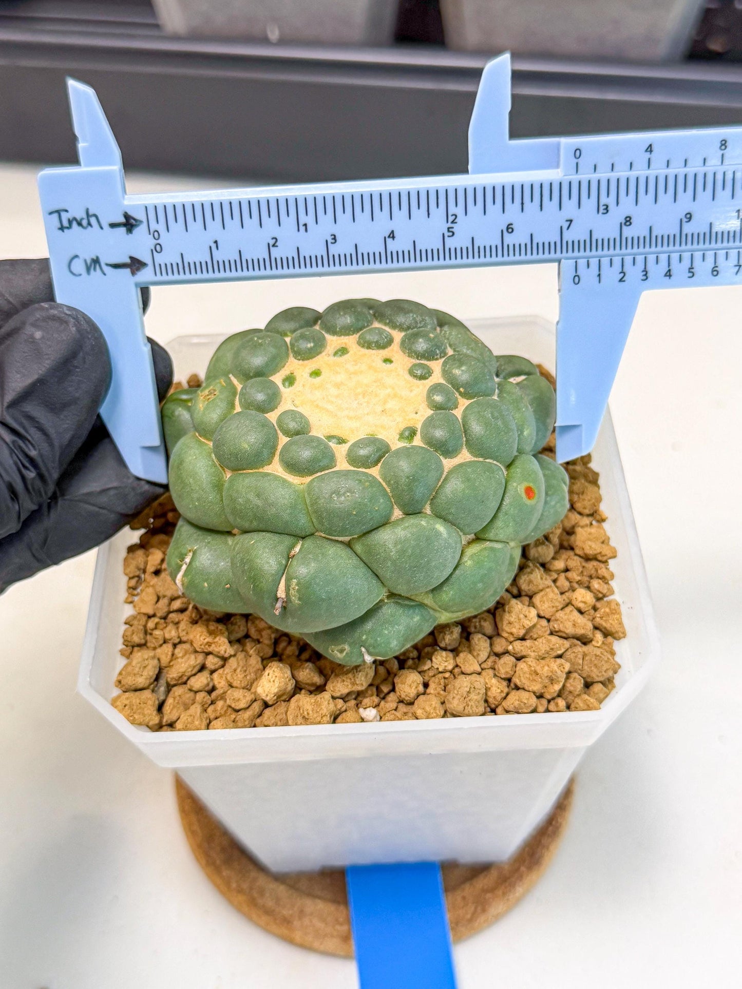 Cory Elephantidens Inermis (bb) | Imported Plants