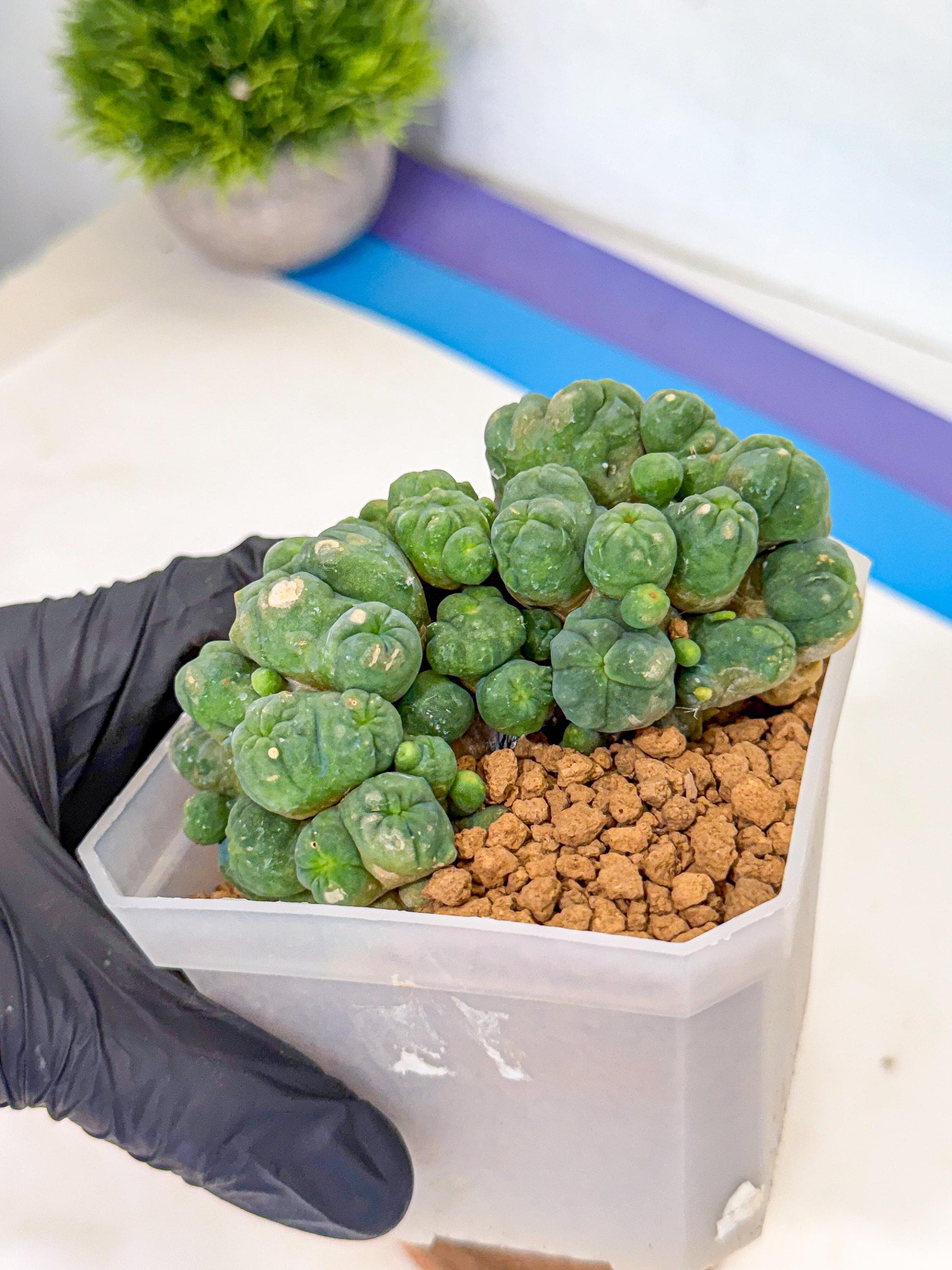 Mammillaria bocasana 'Fred' (rr) | Rare Plants