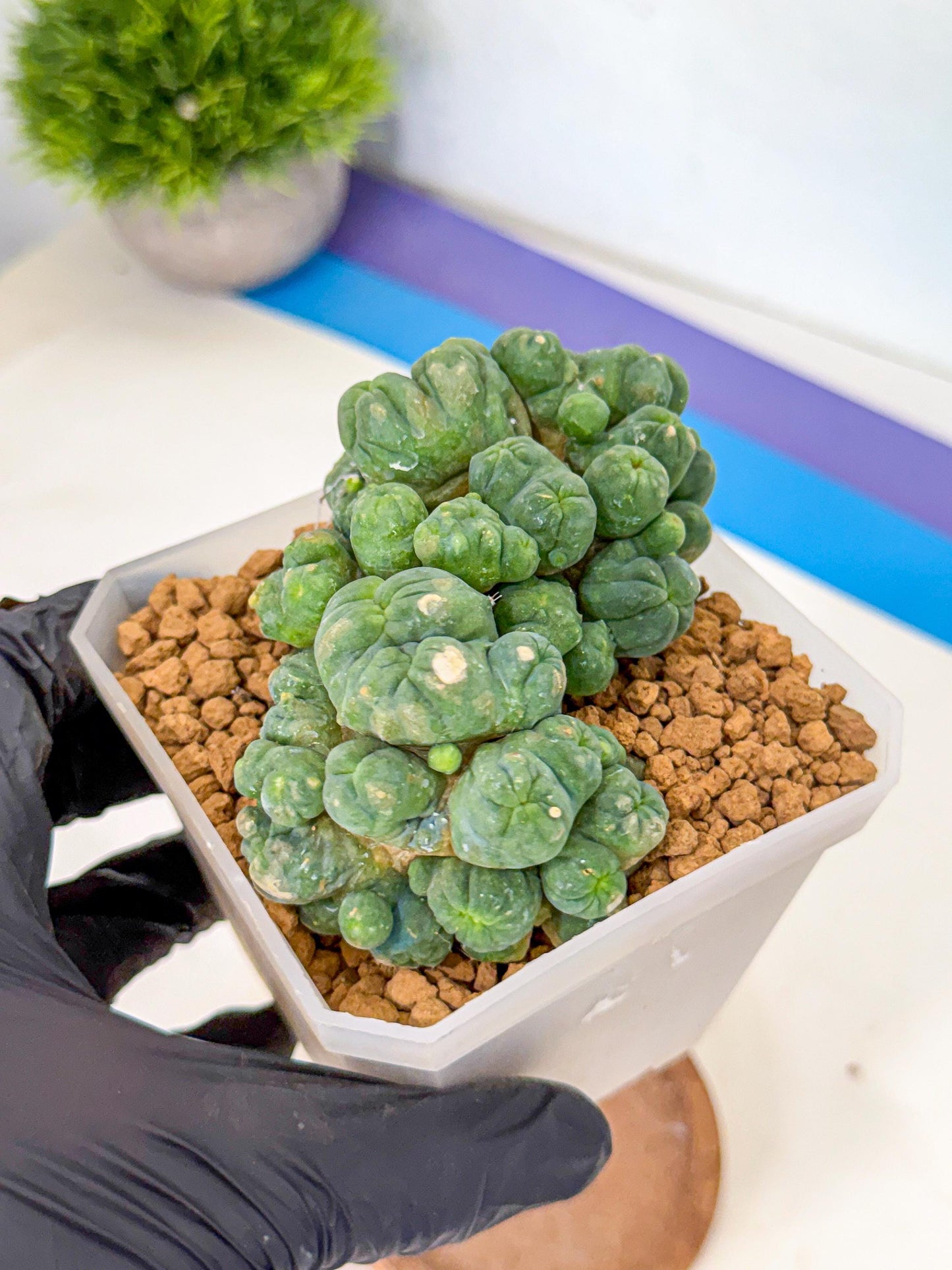Mammillaria bocasana 'Fred' (rr) | Rare Plants