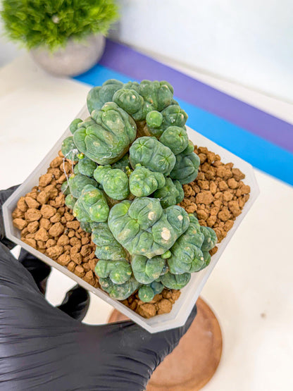 Mammillaria bocasana 'Fred' (rr) | Rare Plants