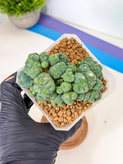 Mammillaria bocasana 'Fred' (rr) | Rare Plants