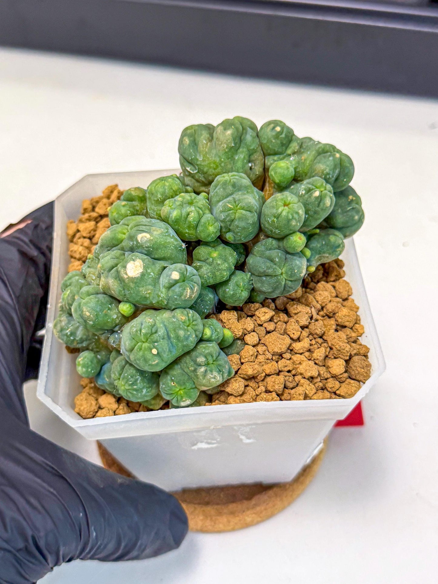 Mammillaria bocasana 'Fred' (rr) | Rare Plants