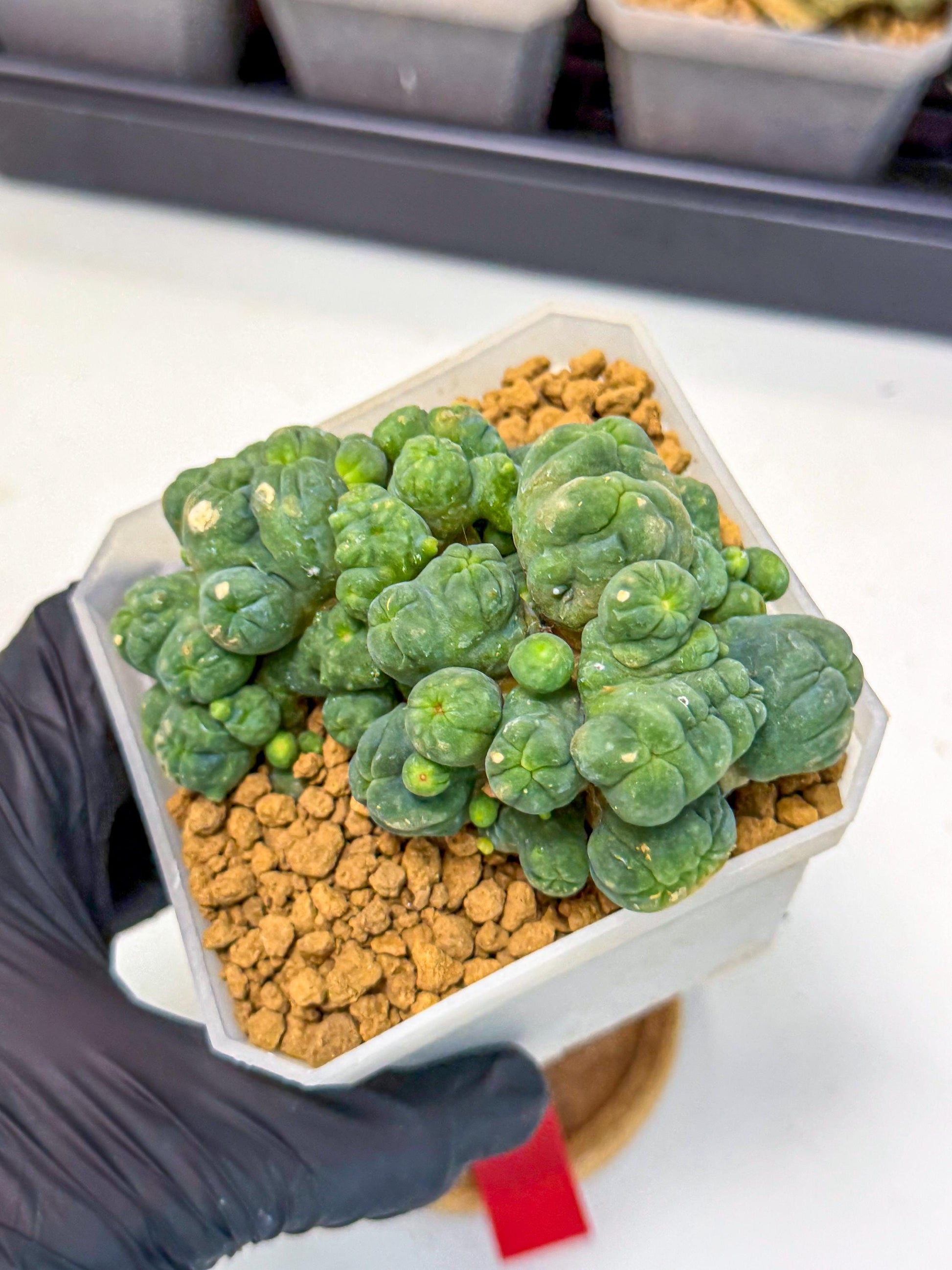 Mammillaria bocasana 'Fred' (rr) | Rare Plants