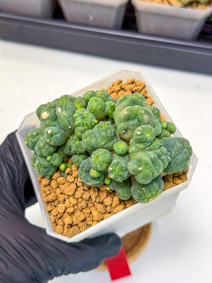 Mammillaria bocasana 'Fred' (rr) | Rare Plants