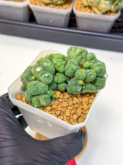 Mammillaria bocasana 'Fred' (rr) | Rare Plants