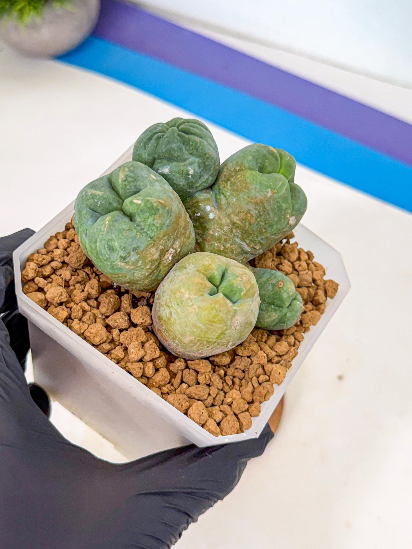 Mammillaria bocasana 'Fred' (yy) | Rare Plants