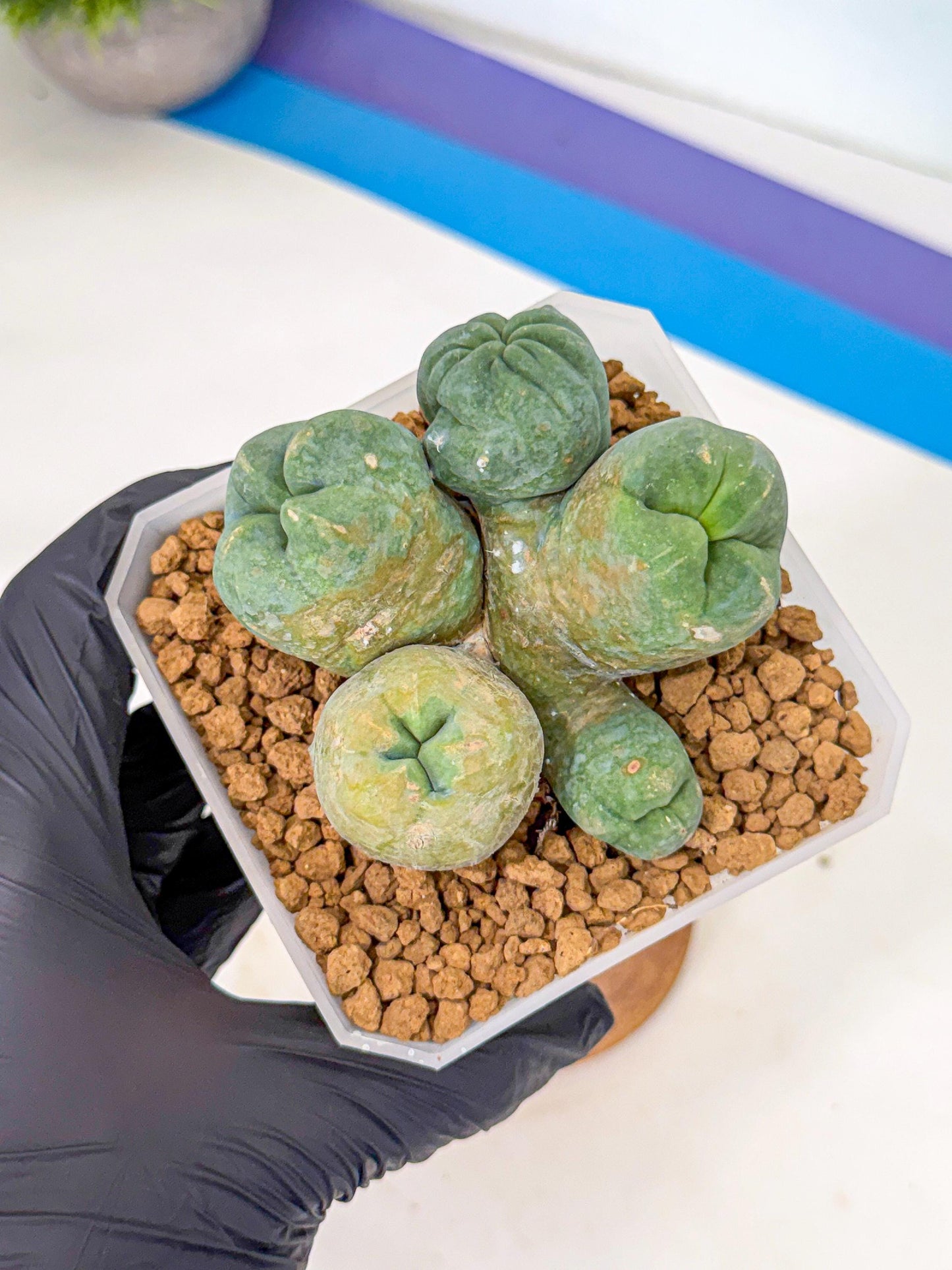 Mammillaria bocasana 'Fred' (yy) | Rare Plants