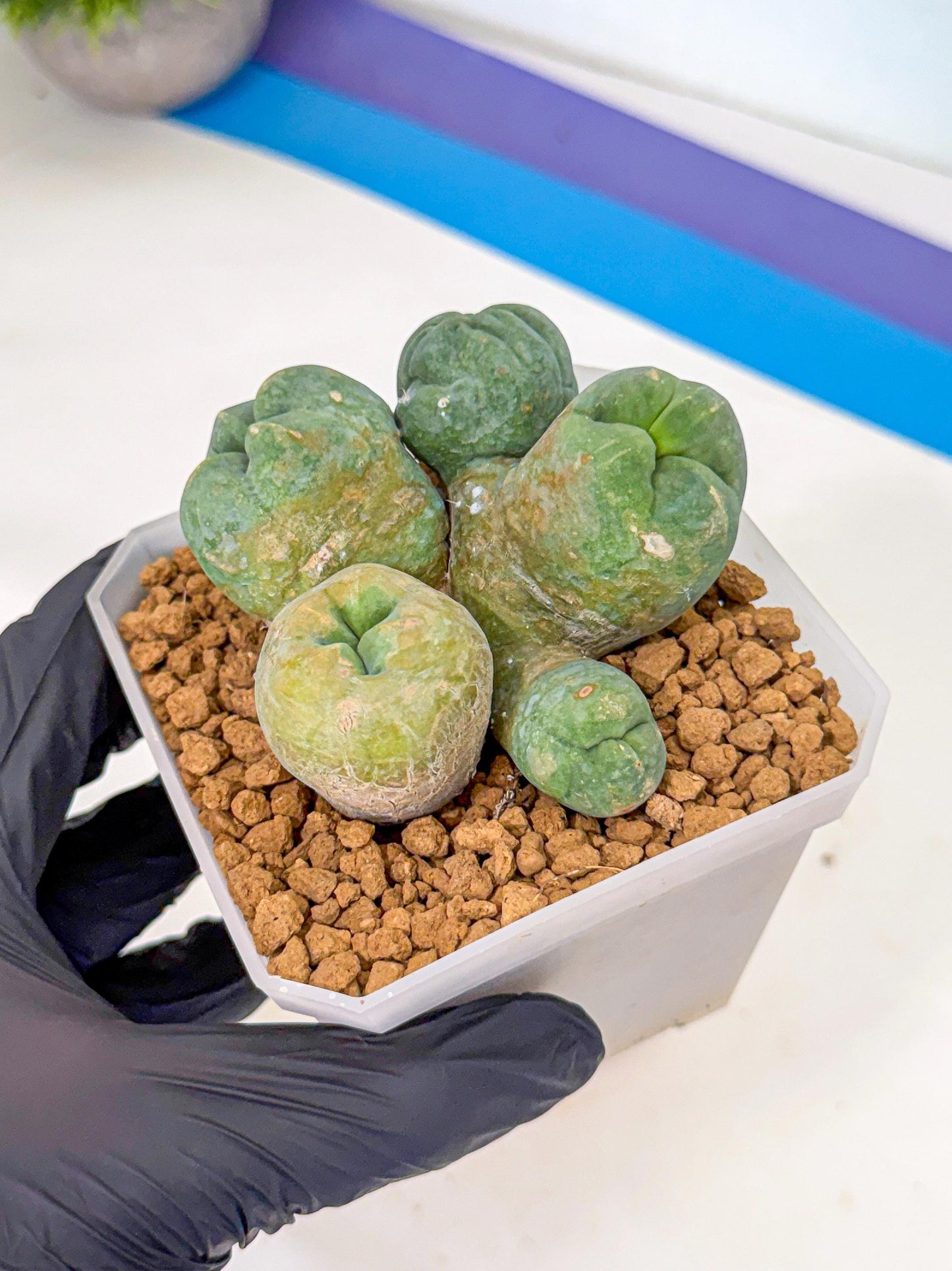 Mammillaria bocasana 'Fred' (yy) | Rare Plants