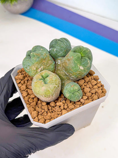 Mammillaria bocasana 'Fred' (yy) | Rare Plants