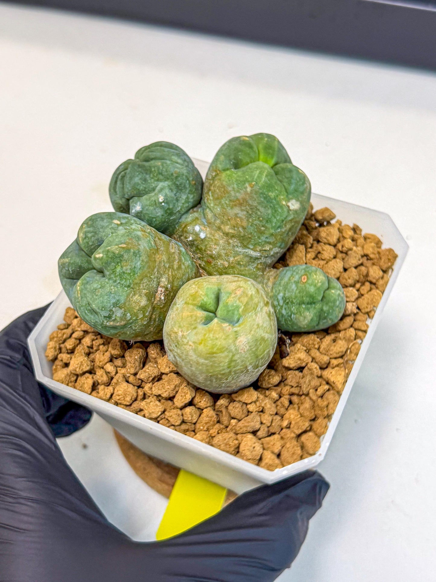 Mammillaria bocasana 'Fred' (yy) | Rare Plants