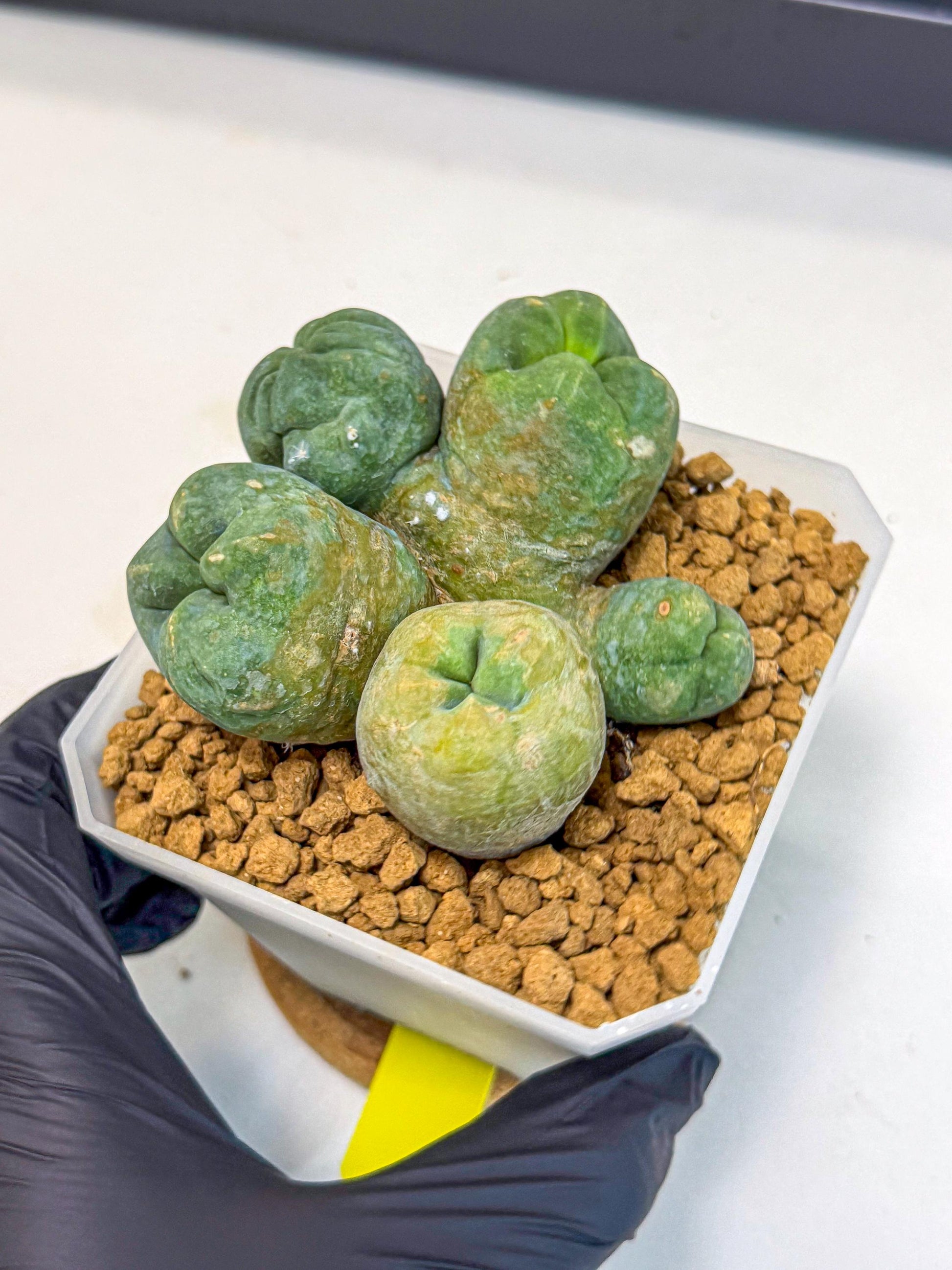 Mammillaria bocasana 'Fred' (yy) | Rare Plants