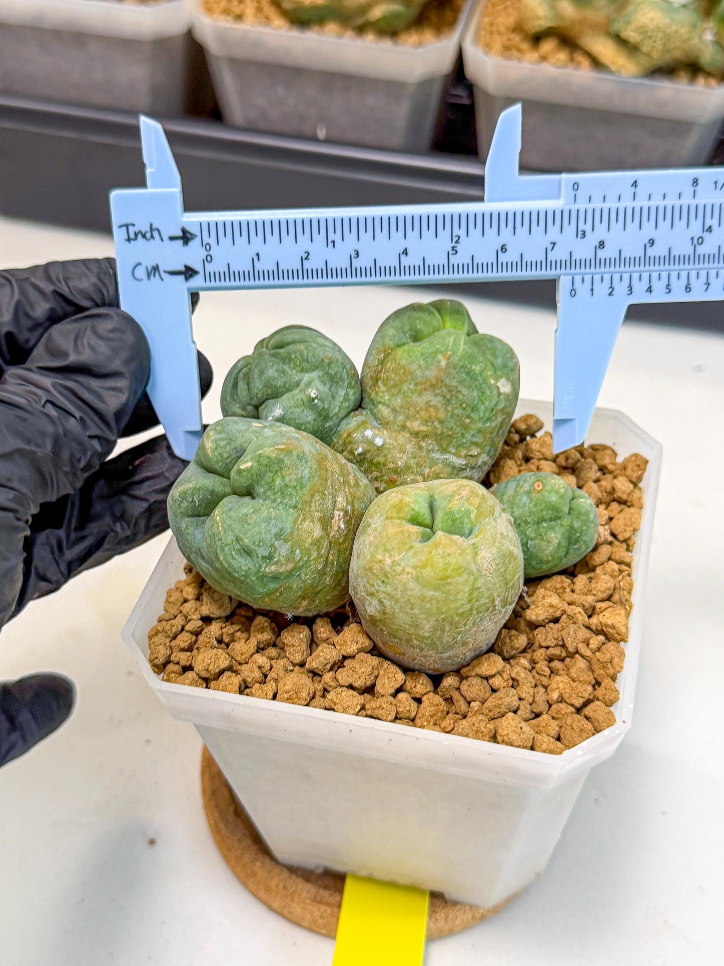 Mammillaria bocasana 'Fred' (yy) | Rare Plants