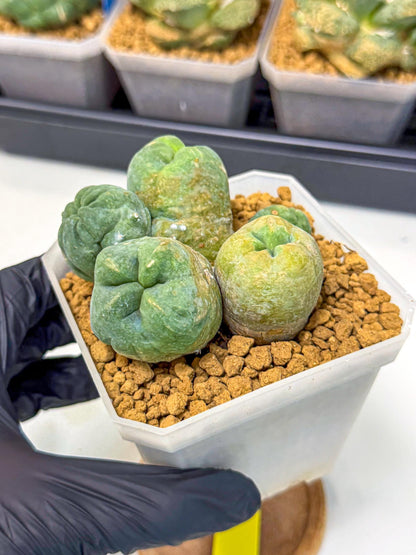 Mammillaria bocasana 'Fred' (yy) | Rare Plants